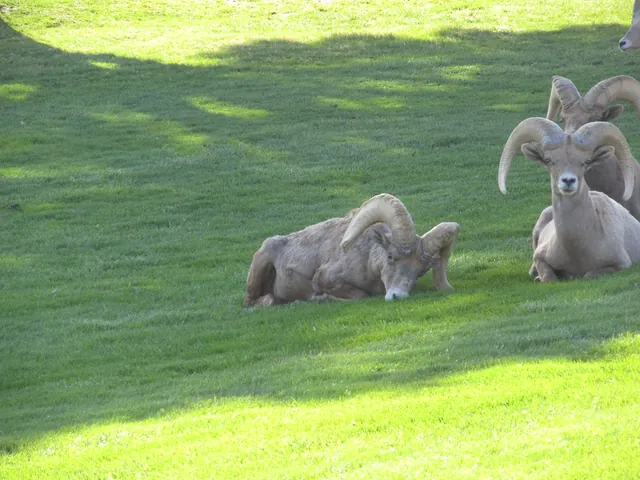 Two desert bighorn rams resting on grass in Boulder City, Nevada