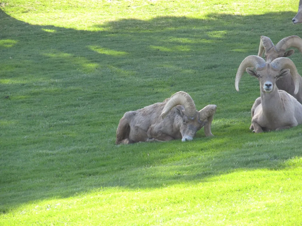 Two desert bighorn rams resting on grass in Boulder City, Nevada