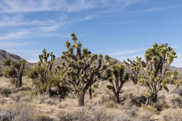 Joshua trees in the Mojave National Preserve under a blue sky