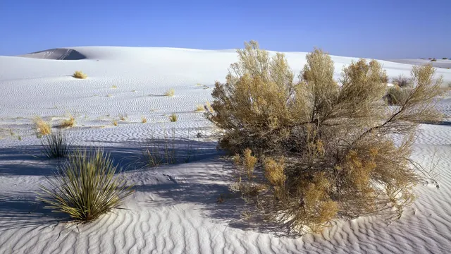 Wind-rippled sand and desert shrubs in the Mojave Desert, California