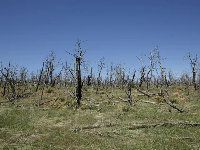 Burned, bare trees left by a wildfire in Mesa Verde National Park, Colorado